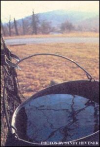 Tapping Maple Trees and Making Maple Syrup Image